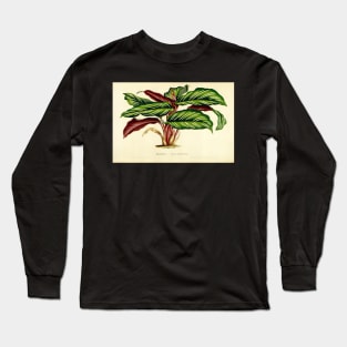 Calathea ornata - Botanical illustration Long Sleeve T-Shirt